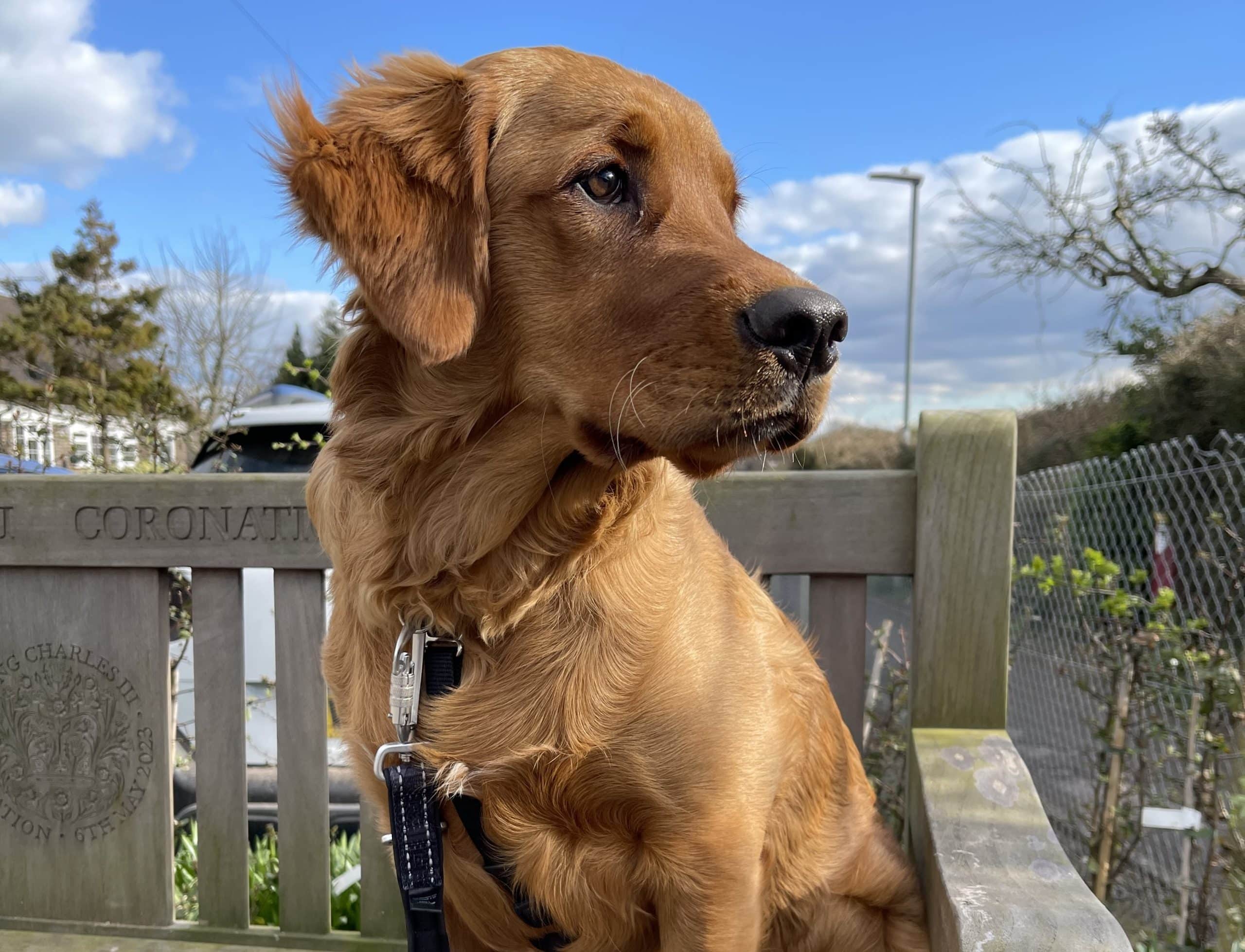 HOW RAW FEEDING HELPED ERIK BECOME THE PERFECT SUPPORT DOG