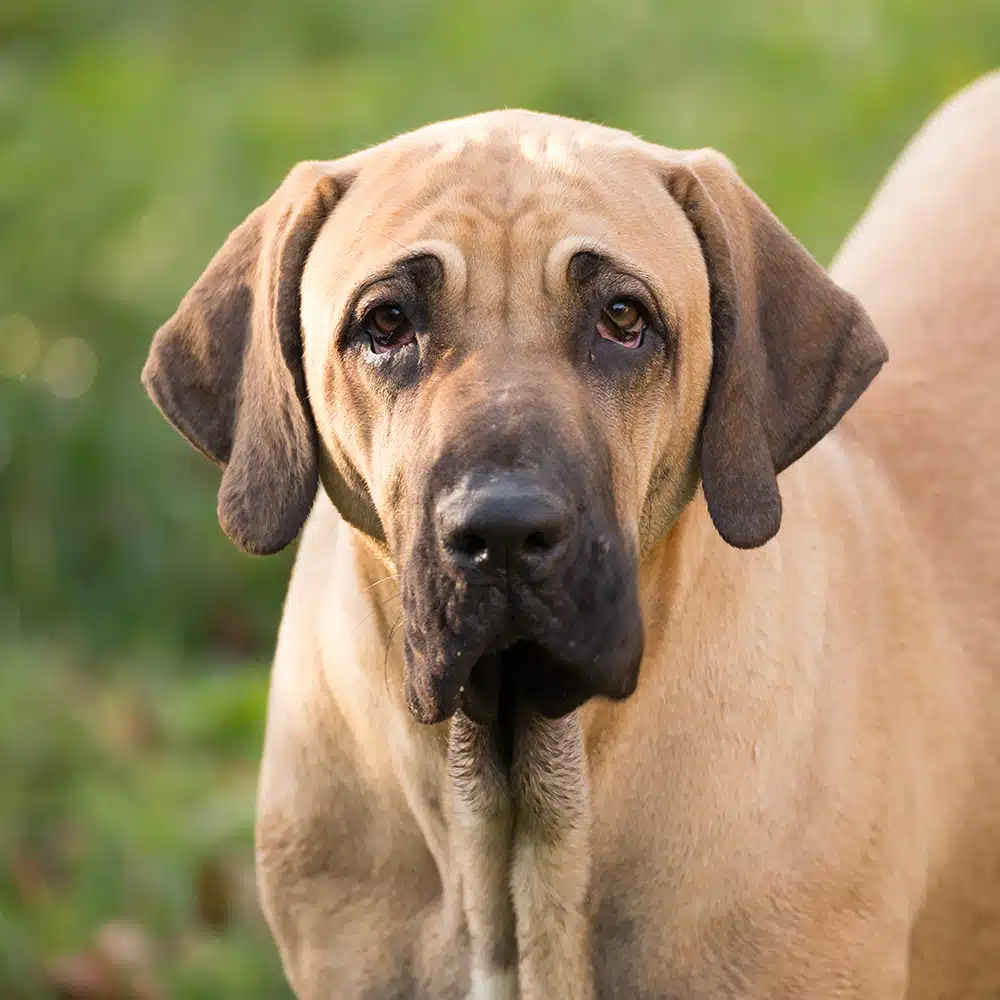 Fila Brasileiro Feeding Guide