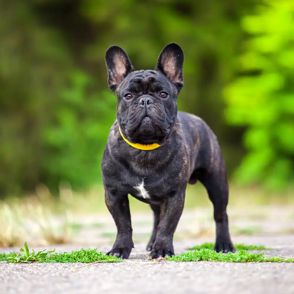 French Bulldog Feeding Guide