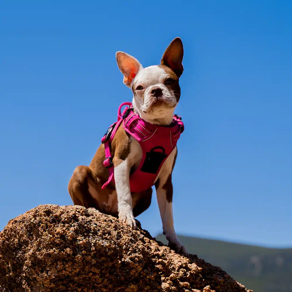 Frenchton Feeding Guide