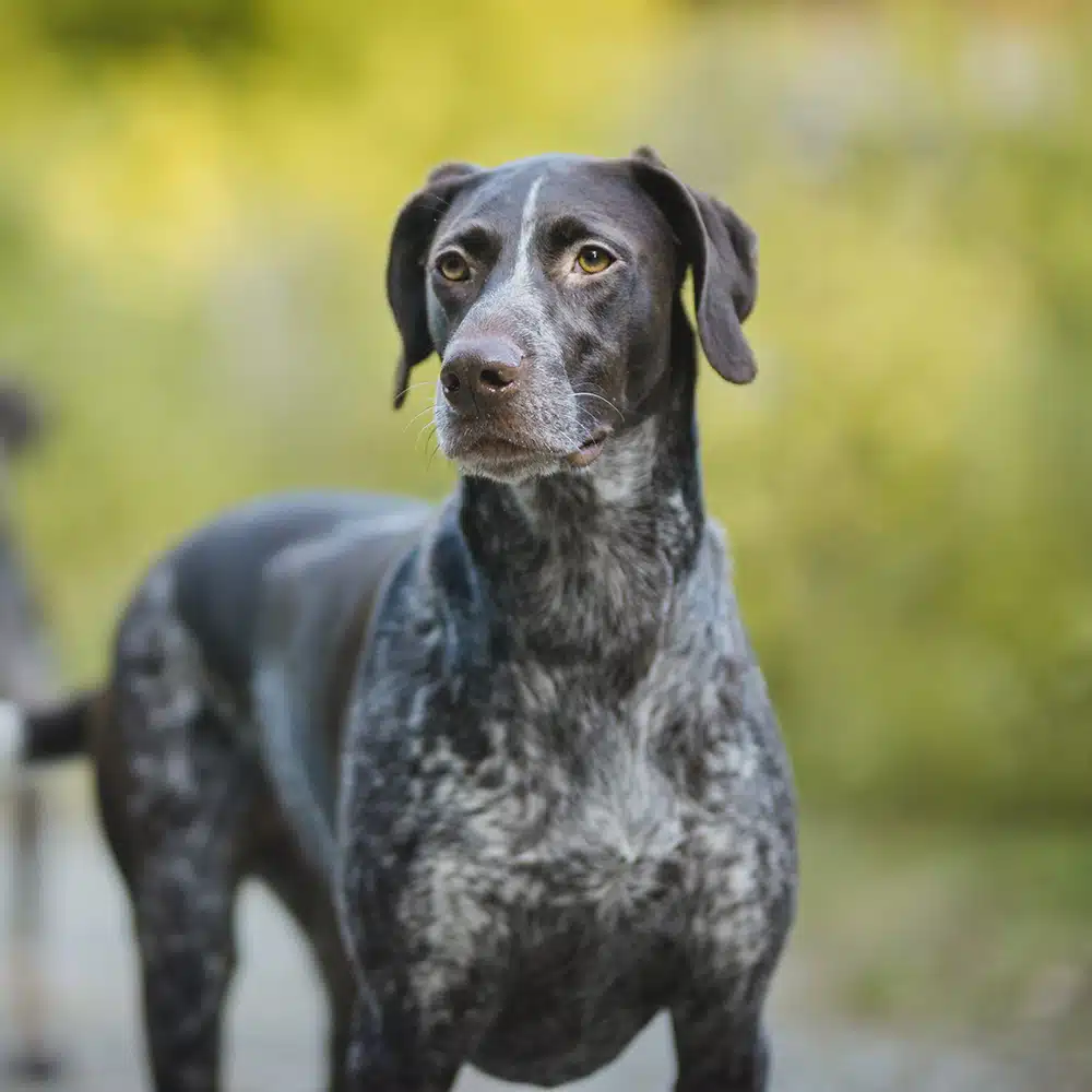 German Shorthaired Pointer Feeding Guide