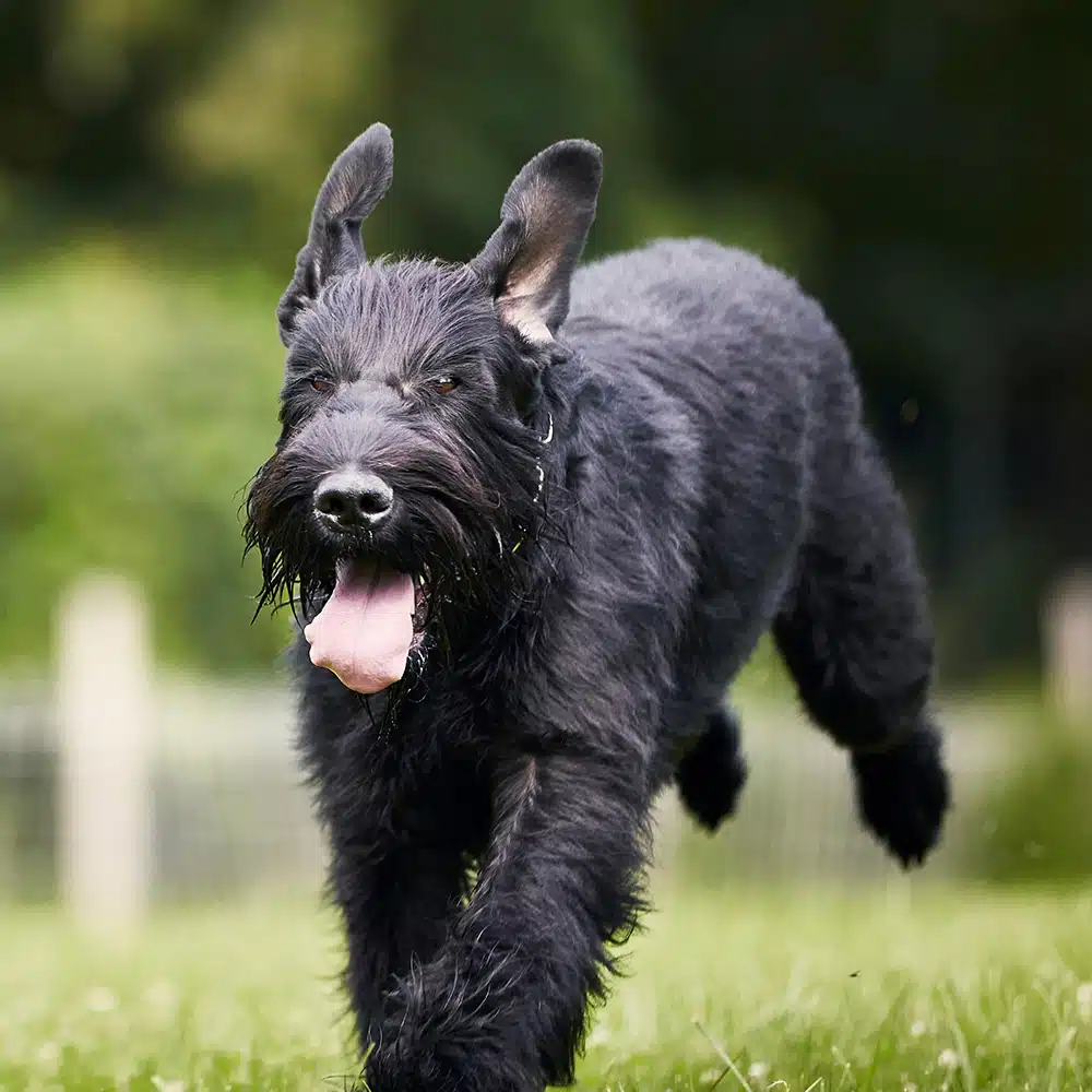 Giant Schnauzer Feeding Guide