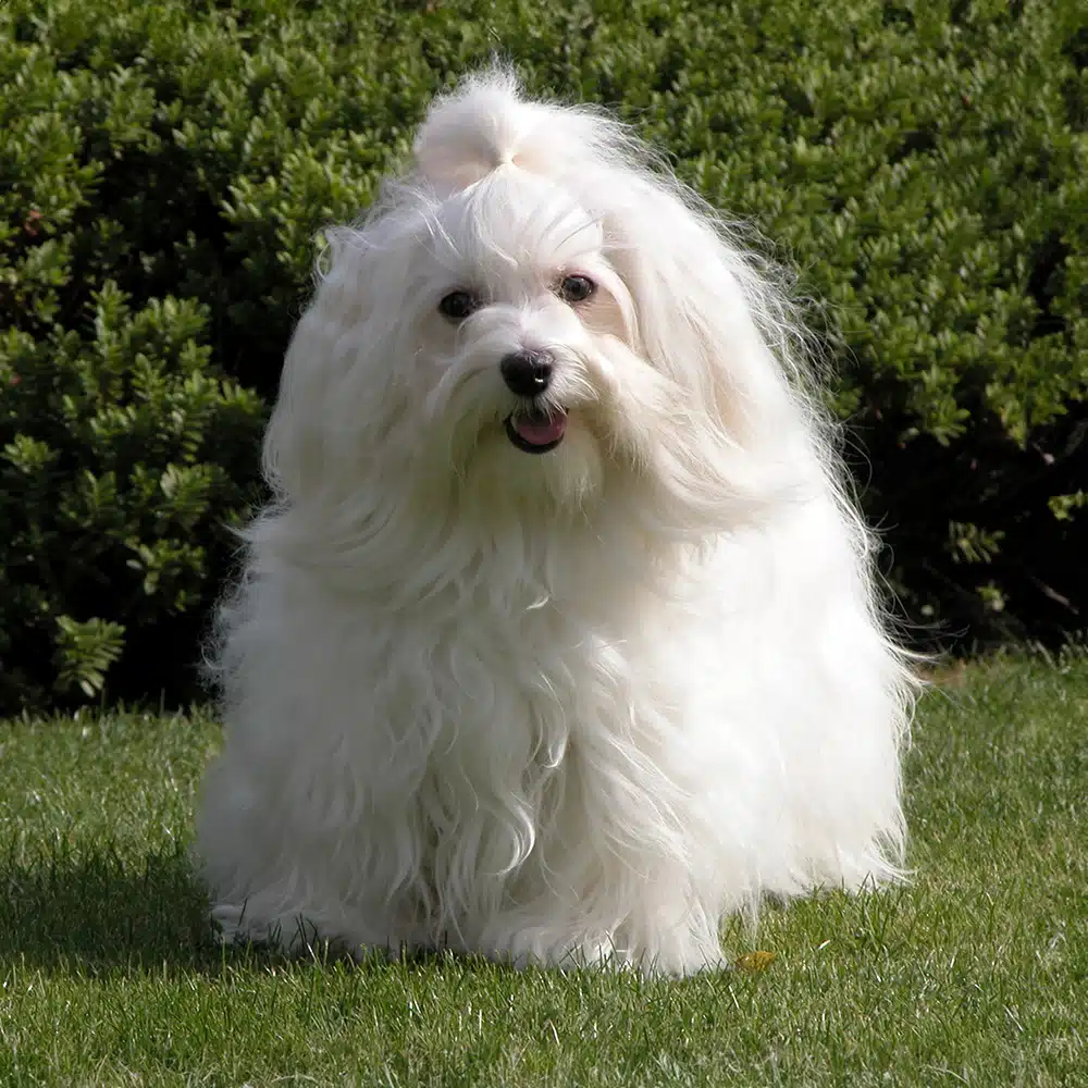 Havanese Feeding Guide