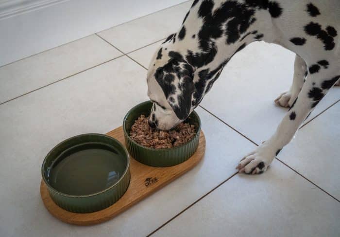 dalmatian