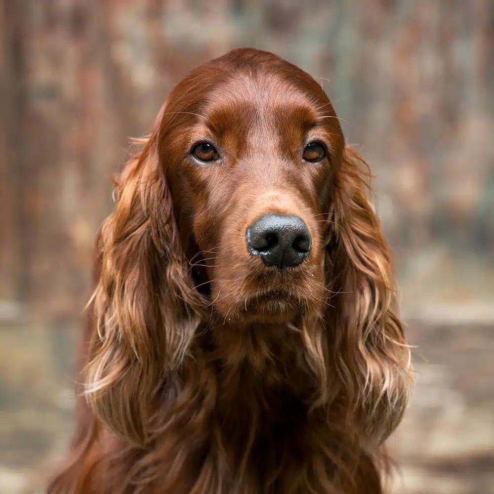 Irish Setter Feeding Guide