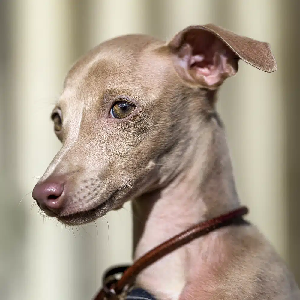 Italian Greyhound Feeding Guide
