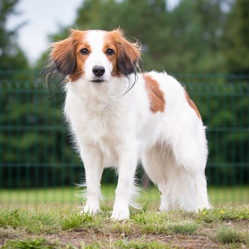 Kooikerhondje Feeding Guide