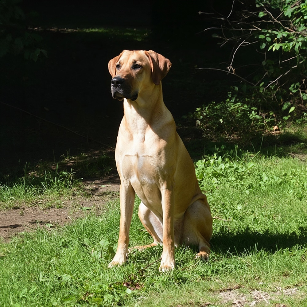 Labradane Feeding Guide