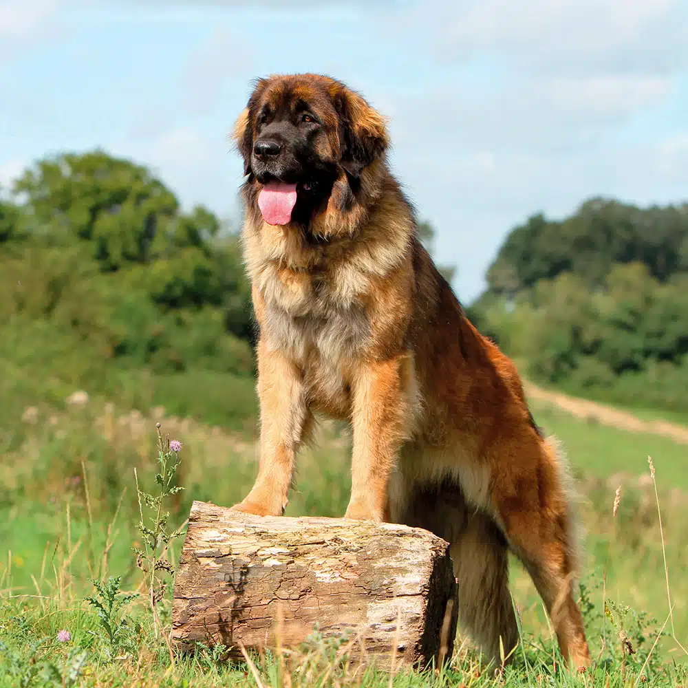 Leonberger Feeding Guide
