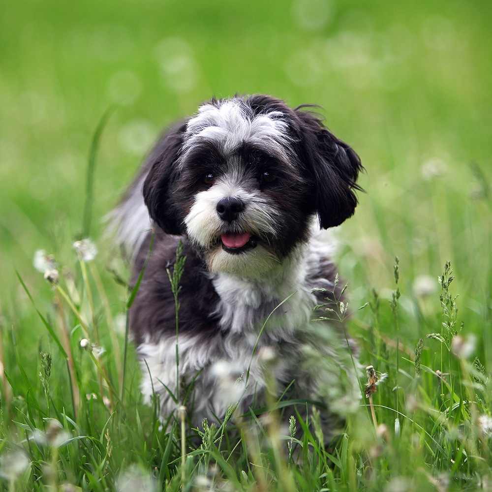 Maltese Shih Tzu Feeding Guide