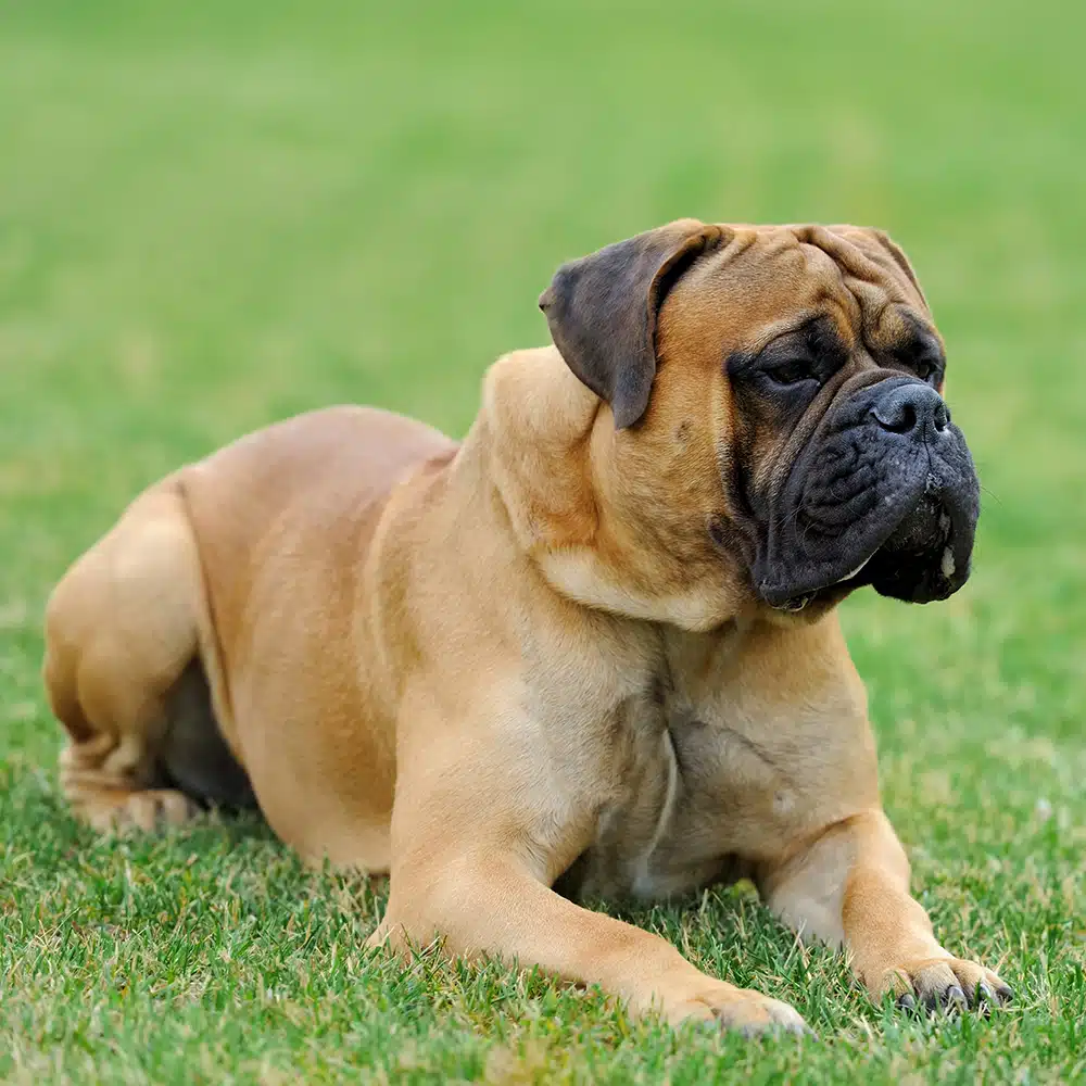 Mastiff Feeding Guide