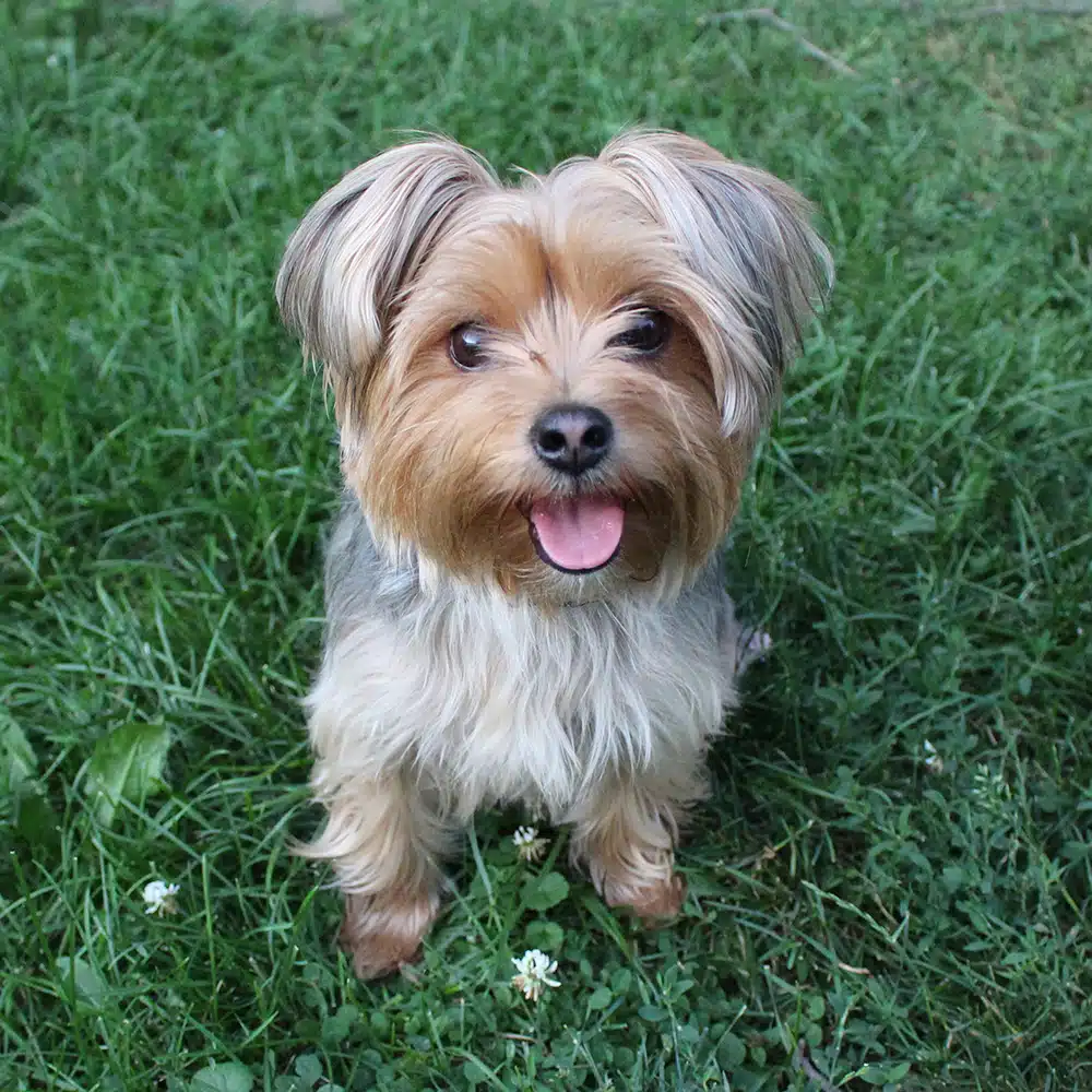 Morkie Feeding Guide