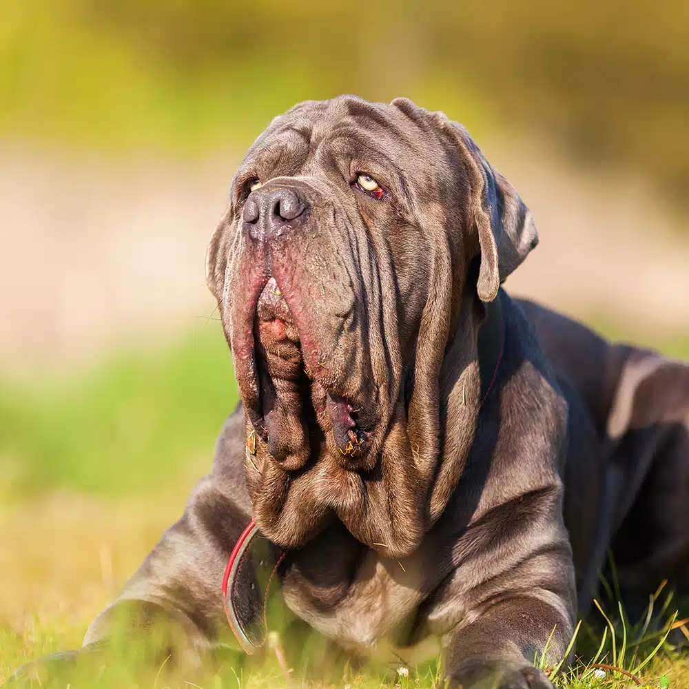 Neapolitan Mastiff Feeding Guide
