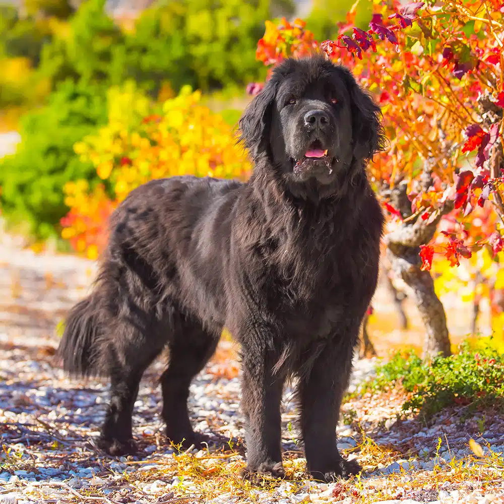 Newfoundland Feeding Guide