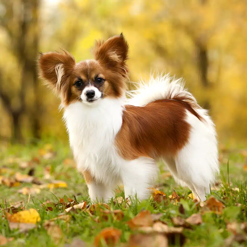 Papillon Feeding Guide