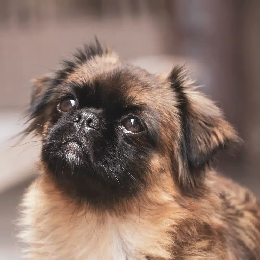 Pekingese Feeding Guide