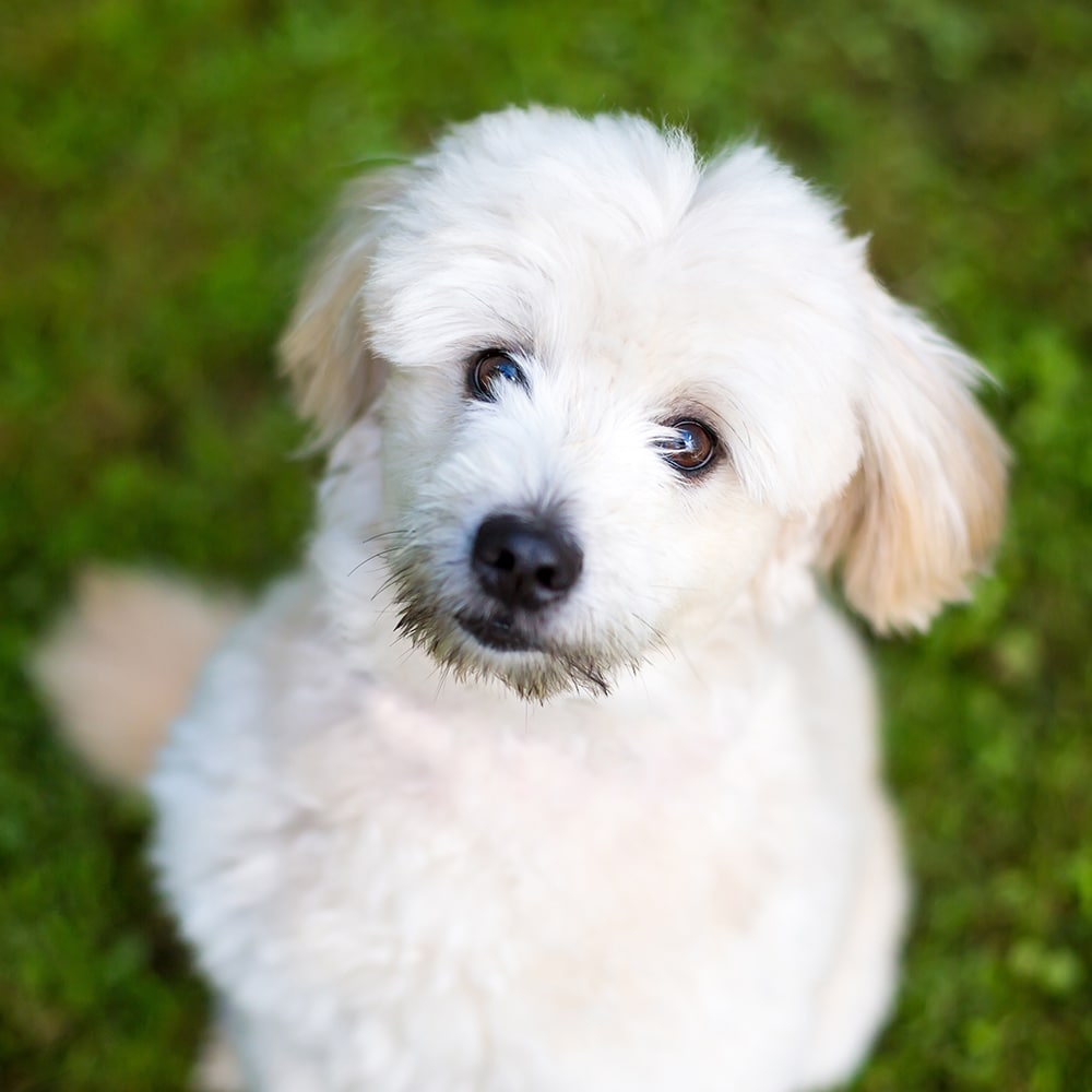 Pomapoo Feeding Guide