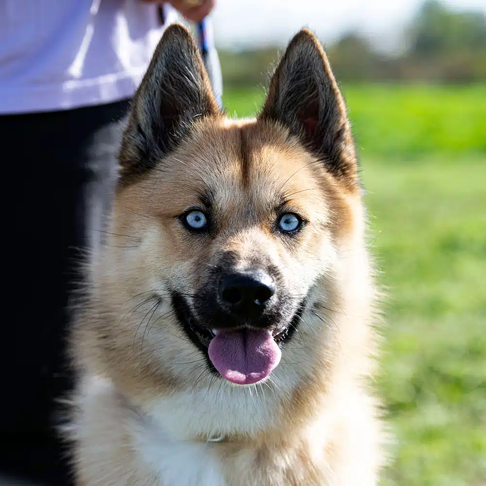 Pomsky Feeding Guide