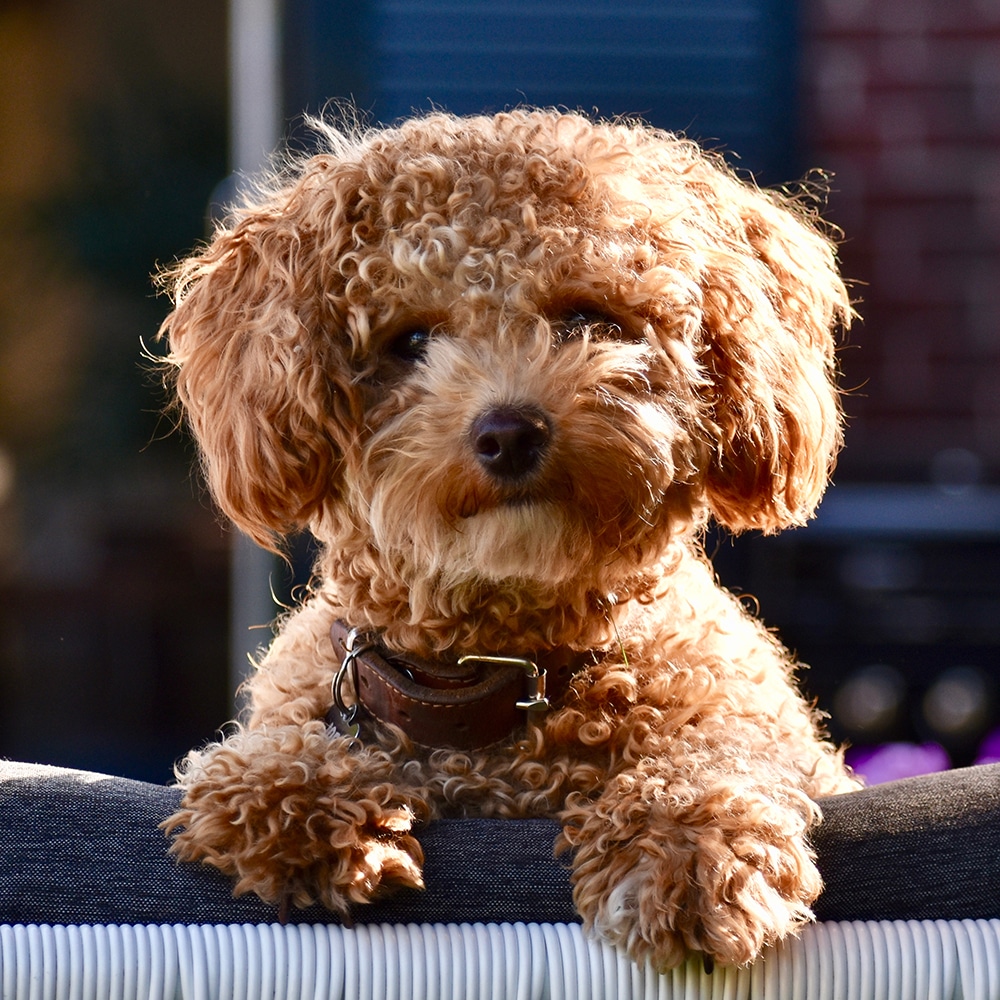 Poochon Feeding Guide