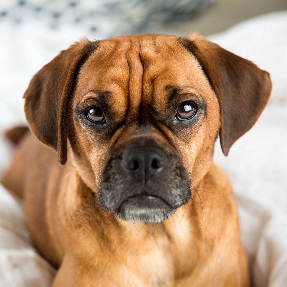 Puggle Feeding Guide