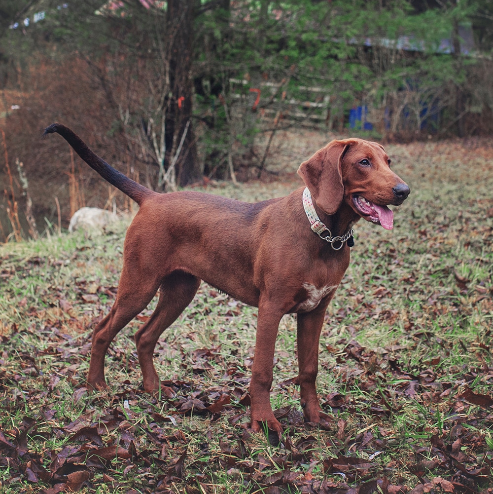 Redbone Coonhound Feeding Guide