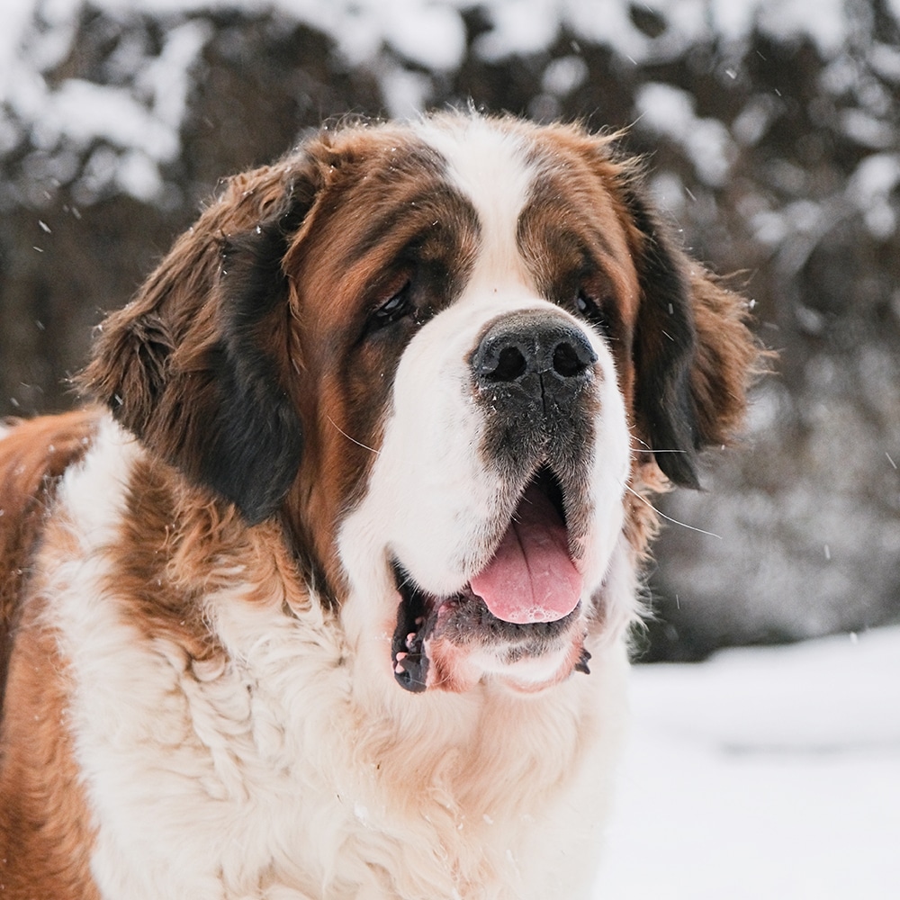 Saint Bernard Feeding Guide