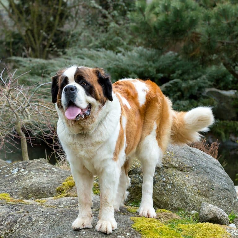 Saint Bernard Feeding Guide Dog Feeding Guide ProDog Raw