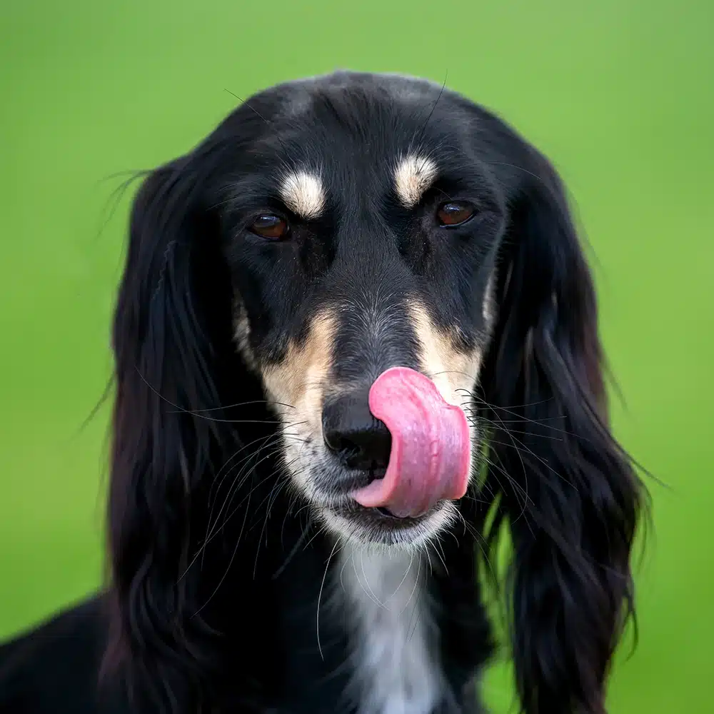 Saluki Feeding Guide