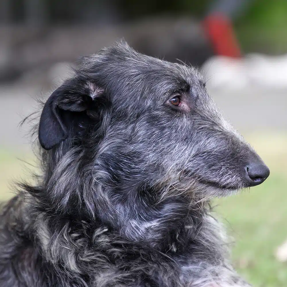 Scottish Deerhound Feeding Guide