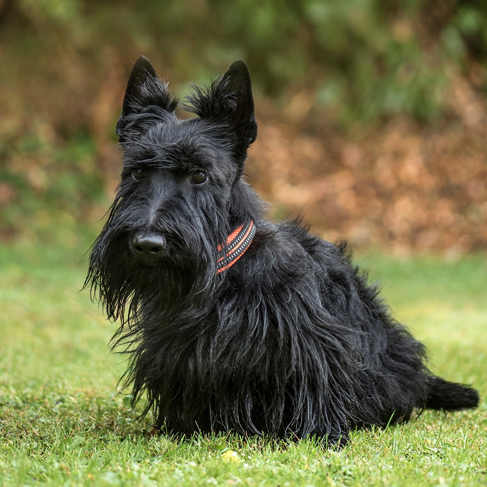 Scottish Terrier Feeding Guide
