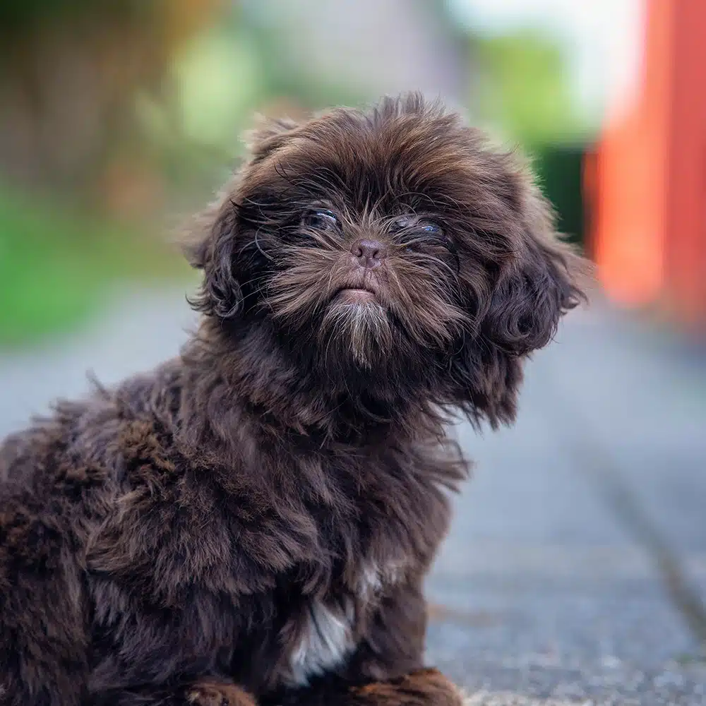 Shih-Poo Feeding Guide