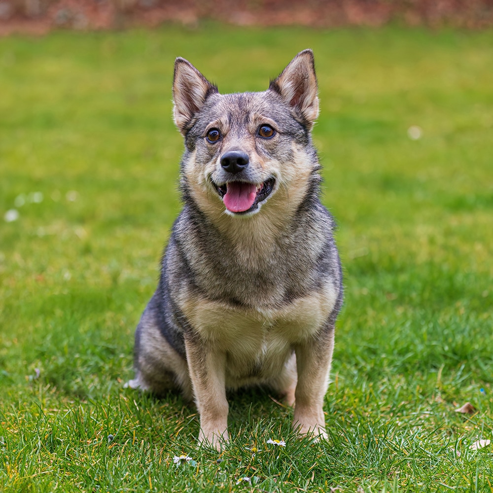 Swedish Vallhund Feeding Guide