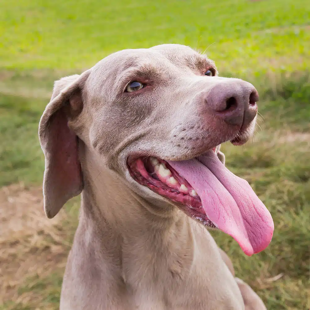 Weimaraner Feeding Guide