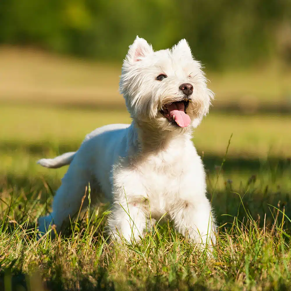 West Highland White Terrier Feeding Guide
