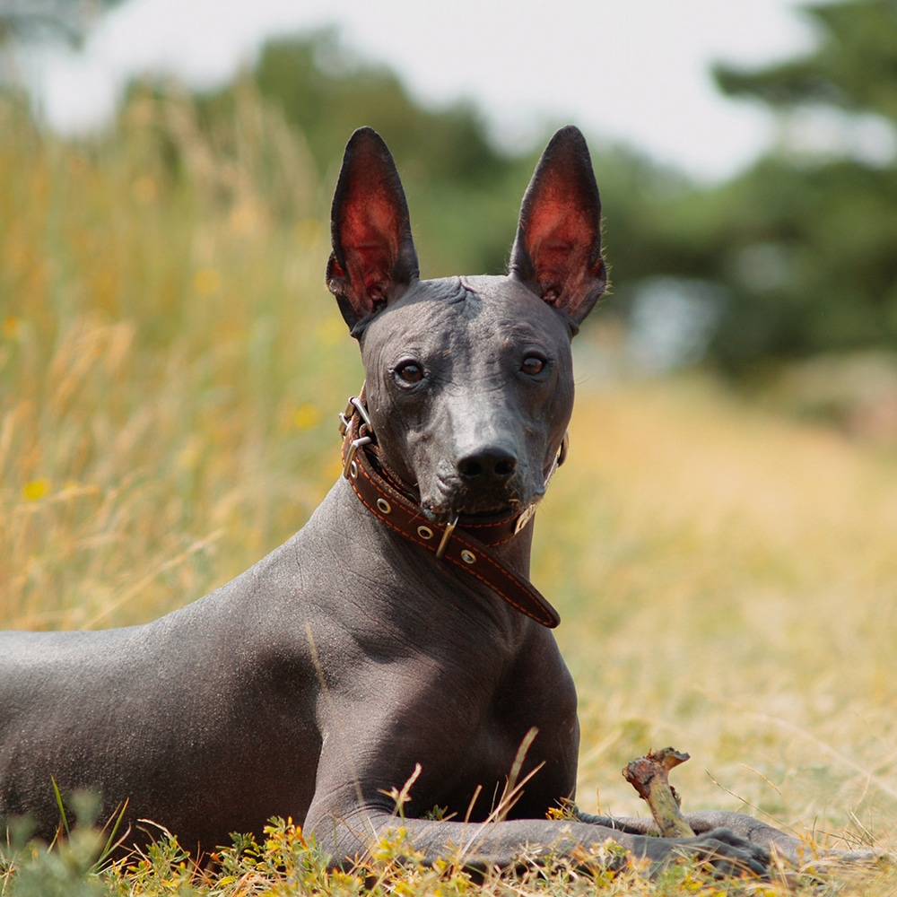 Xoloitzcuintli Feeding Guide