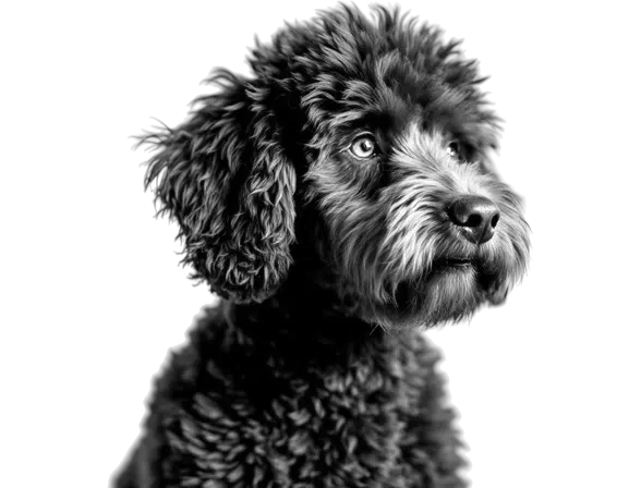 Low Fat Dog Food