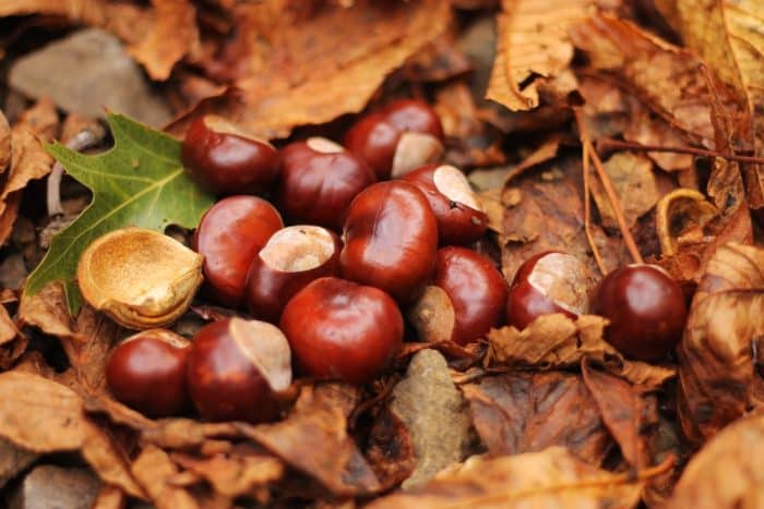 conkers and dogs