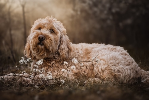 cockapoo