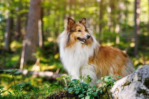 rough collie