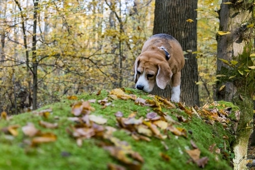 dog sniffing autumn leaves