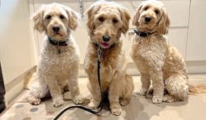 How Raw Feeding Transformed the Health of Three Goldendoodles