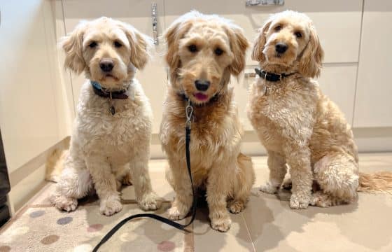 How Raw Feeding Transformed the Health of Three Goldendoodles