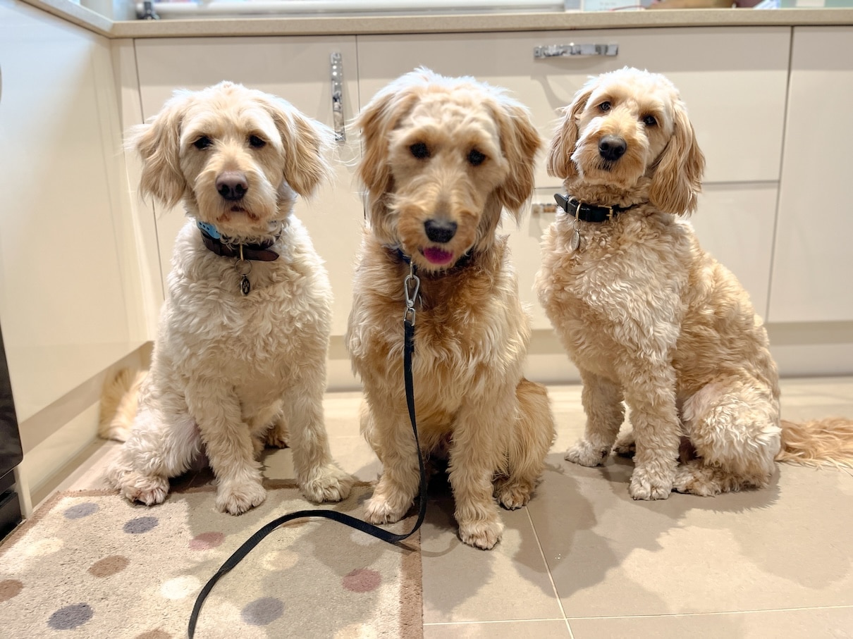 How Raw Feeding Transformed the Health of Three Goldendoodles