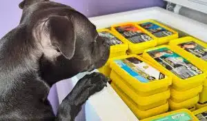 How to Defrost and Store Raw Dog Food Safely