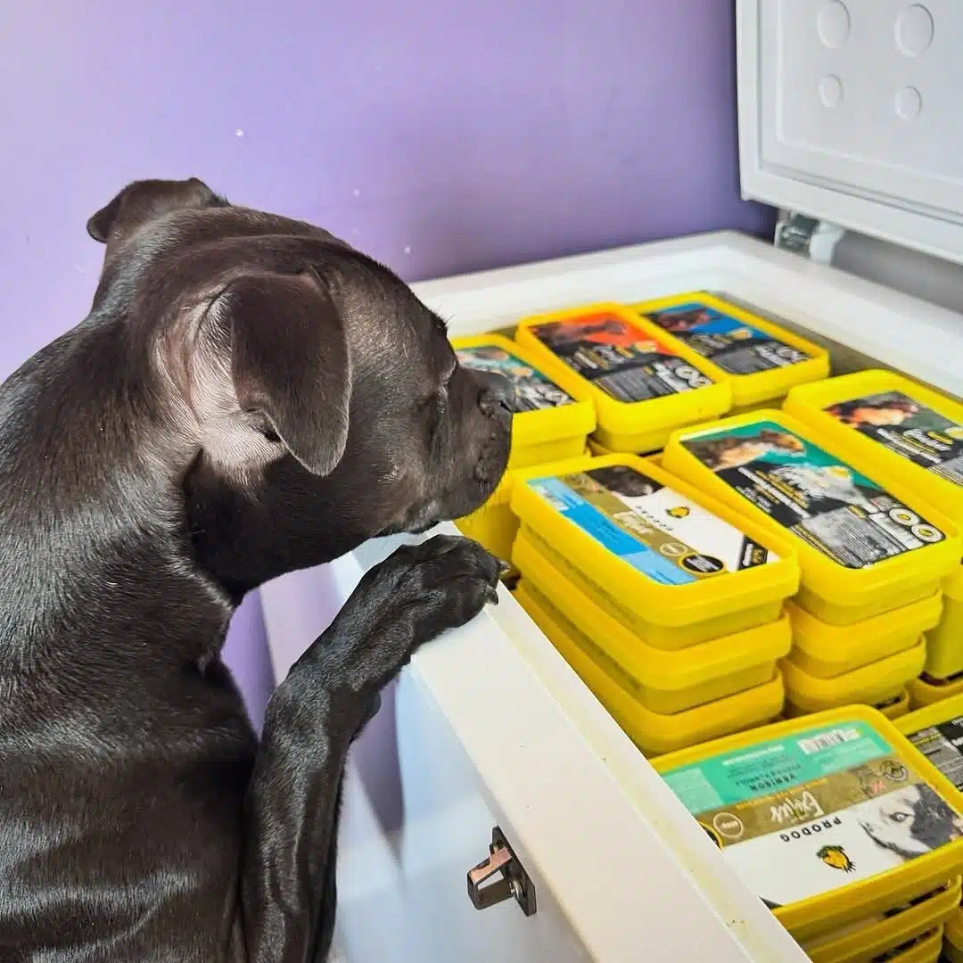 How to Defrost and Store Raw Dog Food Safely
