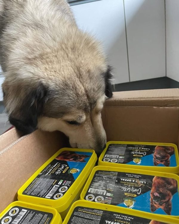 can dogs eat frozen meat