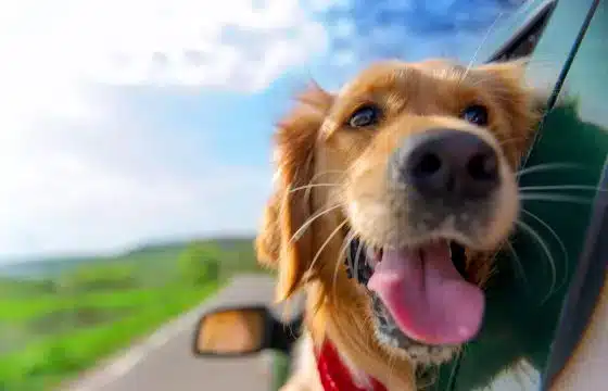 travelling with dog
