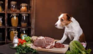 Can You Cook Raw Dog Food?