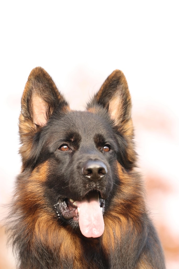 PRODOG AND CHAPERONE