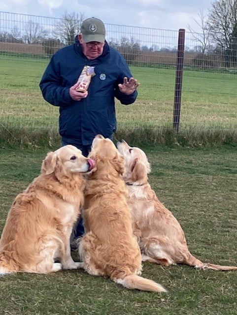 GOLDEN RETRIEVERS